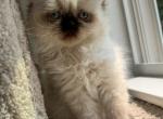 Pillin - Himalayan Kitten For Sale - Worcester&comma; MA&comma; US