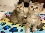 Zeeta and Geeta - British Shorthair Cat For Sale - Fort Wayne&comma; IN&comma; US