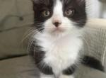 Oreo - Munchkin Cat For Sale - Salem&comma; OR&comma; US