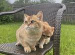 Mangoes - British Shorthair Cat For Sale - Fort Wayne&comma; IN&comma; US