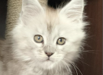Gorzhy - Maine Coon Cat For Sale - Brighton&comma; CO&comma; US
