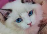cherry - Ragdoll Cat For Sale - Irvine&comma; CA&comma; US
