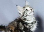 Eva - Maine Coon Cat For Sale - Brighton&comma; CO&comma; US