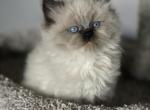 Bella - Himalayan Cat For Sale - Rockford&comma; IL&comma; US
