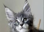 Sergio - Maine Coon Cat For Sale - Brighton&comma; CO&comma; US