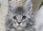 Veres - Maine Coon Cat For Sale - Brighton&comma; CO&comma; US
