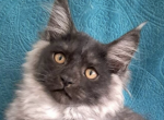 Onix - Maine Coon Cat For Sale - Brighton&comma; CO&comma; US