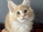 Mercy - Maine Coon Cat For Sale - Brighton&comma; CO&comma; US