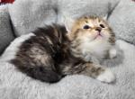 Shadow - Siberian Cat For Sale - Chelsea&comma; MA&comma; US