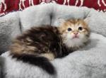 Simba - Siberian Cat For Sale - Chelsea&comma; MA&comma; US