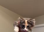 Petunia - Domestic Cat For Sale - Stockton&comma; CA&comma; US
