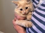 Mikey - Domestic Cat For Sale - Stockton&comma; CA&comma; US