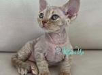 Adel - Devon Rex Cat For Sale - Norwalk&comma; CT&comma; US