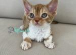 Ayra - Devon Rex Cat For Sale - Norwalk&comma; CT&comma; US