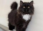 Ragdoll Mitted Male Kitten - Ragdoll Cat For Sale - Beach Park&comma; IL&comma; US
