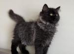 Black Smoked Ragdoll Kitten - Ragdoll Cat For Sale - Beach Park&comma; IL&comma; US