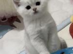 Howie - British Shorthair Cat For Sale - OR&comma; US