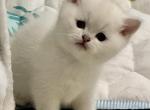 Hattie - British Shorthair Cat For Sale - OR&comma; US