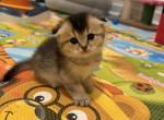 Liza - Scottish Fold Cat For Sale - New York&comma; NY&comma; US