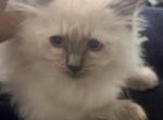READY Brown collar Kats ravishing Ragdolls - Ragdoll Cat For Sale - Lancaster&comma; PA&comma; US