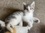 Stormy - Domestic Cat For Sale - Seville&comma; OH&comma; US