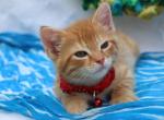 London - Domestic Cat For Sale - Barto&comma; PA&comma; US