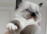 READY HEALTHY Male Choco Socked Mitted Ragdoll - Ragdoll Cat For Sale - Central Nyack&comma; NY&comma; US