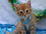 Ben - Domestic Cat For Sale - Barto&comma; PA&comma; US
