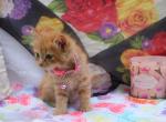 Paris - Domestic Cat For Sale - Barto&comma; PA&comma; US