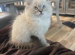Tigress - Ragdoll Cat For Sale - San Diego&comma; CA&comma; US