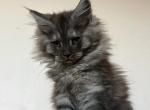 Theodora - Maine Coon Cat For Sale - Carmel&comma; NJ&comma; US