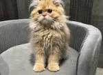 Dave - Selkirk Rex Cat For Sale - West Branch&comma; MI&comma; US