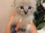 Sweetie - Ragdoll Kitten For Sale - Vancouver&comma; WA&comma; US