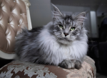 Kirito - Maine Coon Cat For Sale - WA&comma; US