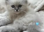 Tinkerbell Spring Litter - Himalayan Cat For Sale - Tampa&comma; FL&comma; US