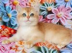 Aramis - British Shorthair Cat For Sale - Brooklyn&comma; NY&comma; US