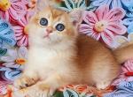 Arakhis - British Shorthair Cat For Sale - Brooklyn&comma; NY&comma; US