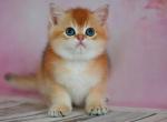 Nicky - British Shorthair Cat For Sale - Brooklyn&comma; NY&comma; US