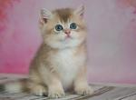 Norman - British Shorthair Cat For Sale - Brooklyn&comma; NY&comma; US