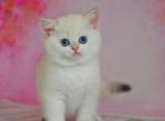 Nancy - British Shorthair Cat For Sale - Brooklyn&comma; NY&comma; US