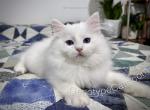 Bertrand - Ragdoll Cat For Sale - Tuscaloosa&comma; AL&comma; US