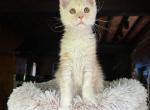 Red silver kitten  mainecoon with magic color - Maine Coon Cat For Sale - Liberty&comma; NC&comma; US