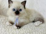 Purebred chocolate point mitted - Ragdoll Cat For Sale - Cookeville&comma; TN&comma; US