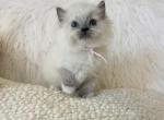 Purebred Ragdoll Blue mitted female - Ragdoll Cat For Sale - Cookeville&comma; TN&comma; US
