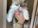 Purebred chocolate bi color female - Ragdoll Cat For Sale - Cookeville&comma; TN&comma; US