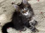 Rocky Polydactyl - Maine Coon Cat For Sale - Pylesville&comma; MD&comma; US