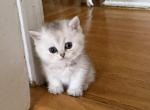 Bri Lola - British Shorthair Cat For Sale - New York&comma; NY&comma; US