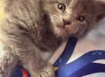 Nicholas of Donnelly - Maine Coon Cat For Sale - Port Clinton&comma; OH&comma; US