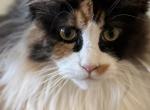 Maine Coon Calico - Maine Coon Cat For Sale - Bullard&comma; TX&comma; US