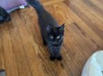 Ebony of Donnelly - Maine Coon Cat For Sale - Port Clinton&comma; OH&comma; US